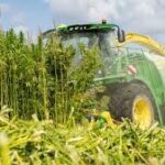 Hennep teelt voor CO2-opslag GreenDutch klimaatproject