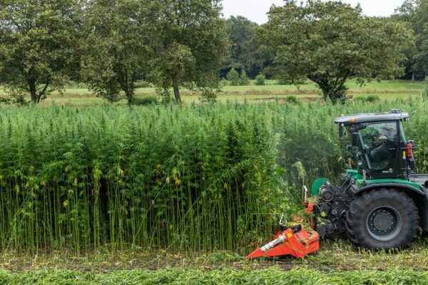 Hennep voor langdurige CO₂-opslag